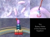 Flagellum