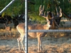 Deer Fence 1