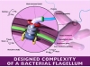 Bacterial Flagellum
