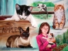 Curriculum Illustration - Cats