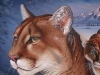 Cougar detail