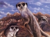 Venture Magazine Meercats